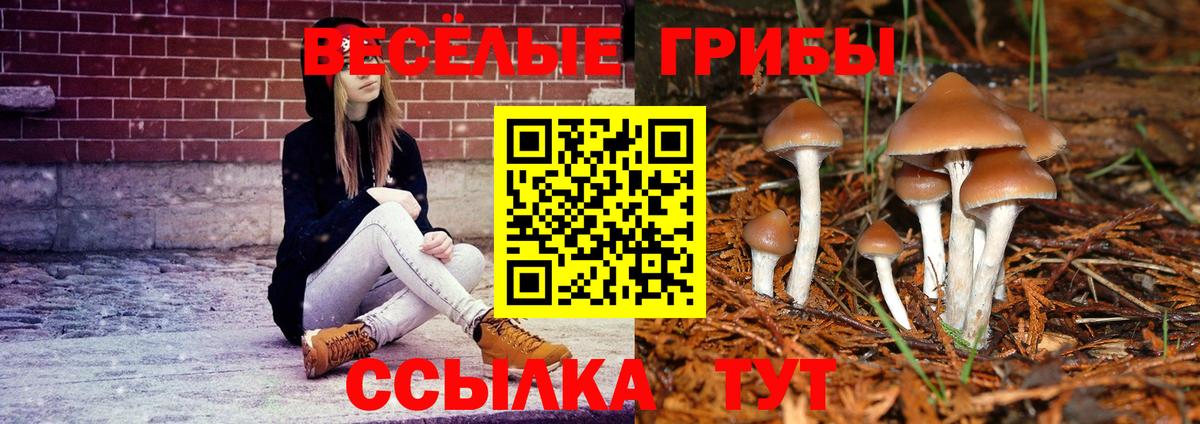 Галлюциногенные грибы Psilocybe Тосно